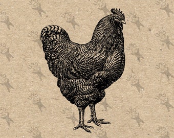 Grande gallo samoano