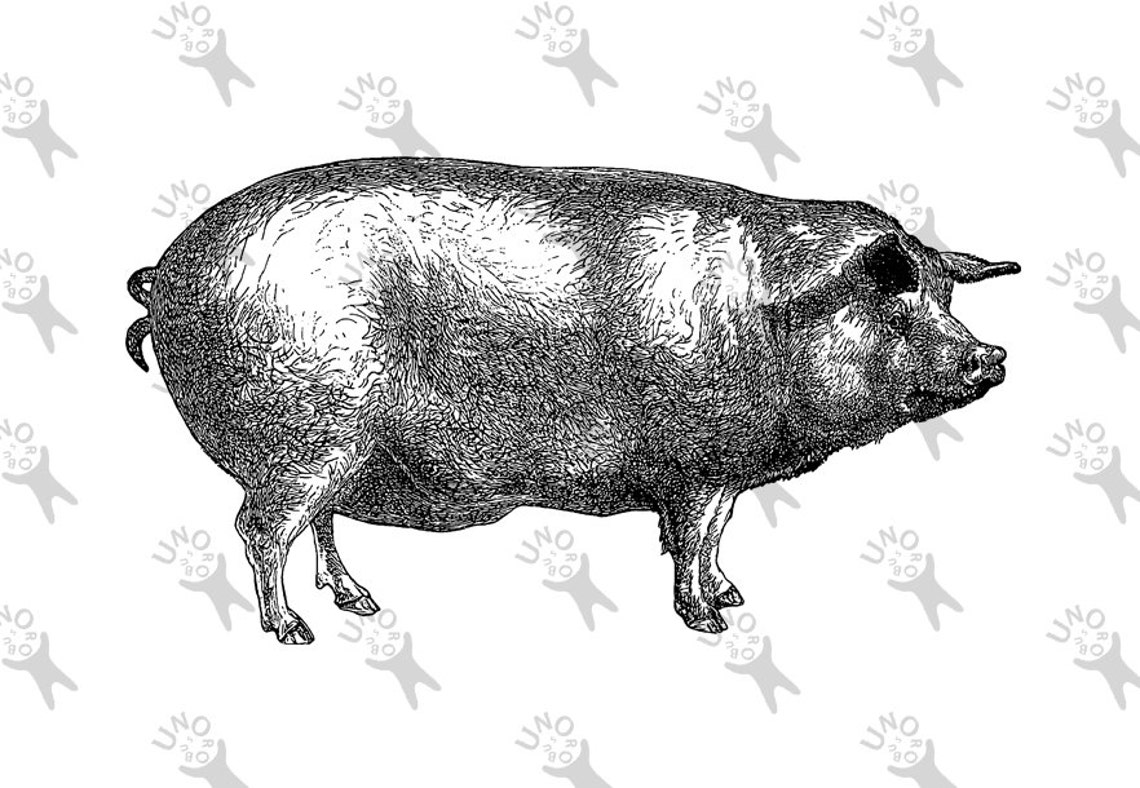 Vintage Hog Pig Instant Download picture Digital printable | Etsy