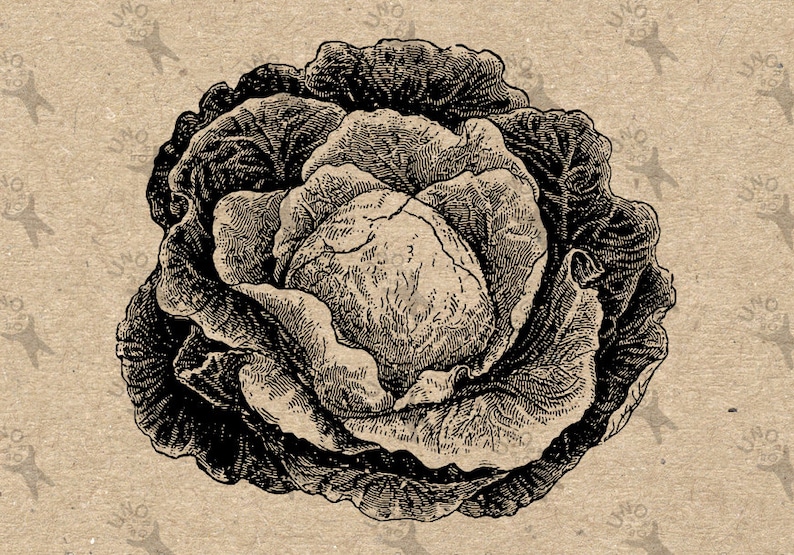 burlap prints etc 300dpi Vintage Cabbage Green Vegetable image Instant Download printable retro picture clipart digital graphic transfer