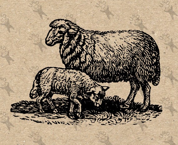 Vintage image Sheep Lamb Farm Instant Download Digital | Etsy