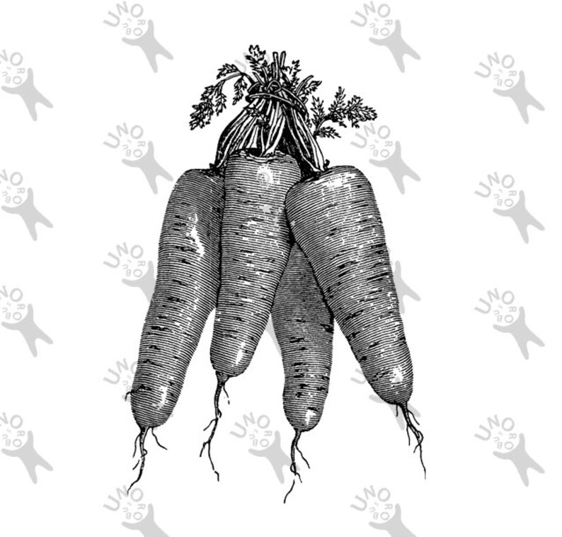Vintage Retro Drawing Carrot Garden Vegatable Black and White Etsy