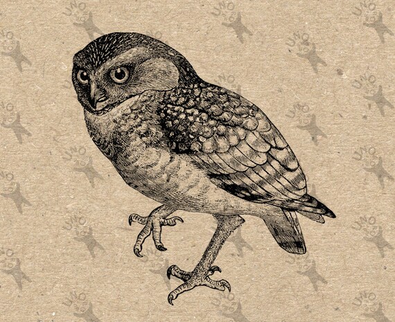 Vintage Image Owl Instant Download Digital Printable Retro | Etsy