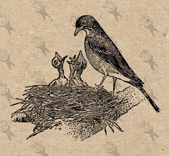 Image Vintage Oiseaux Nid Nichée Noir Et Blanc Rétro Dessin Instantané Télécharger Digital Imprimable Clipart Fer Graphique Sur Hq Etc 300dpi