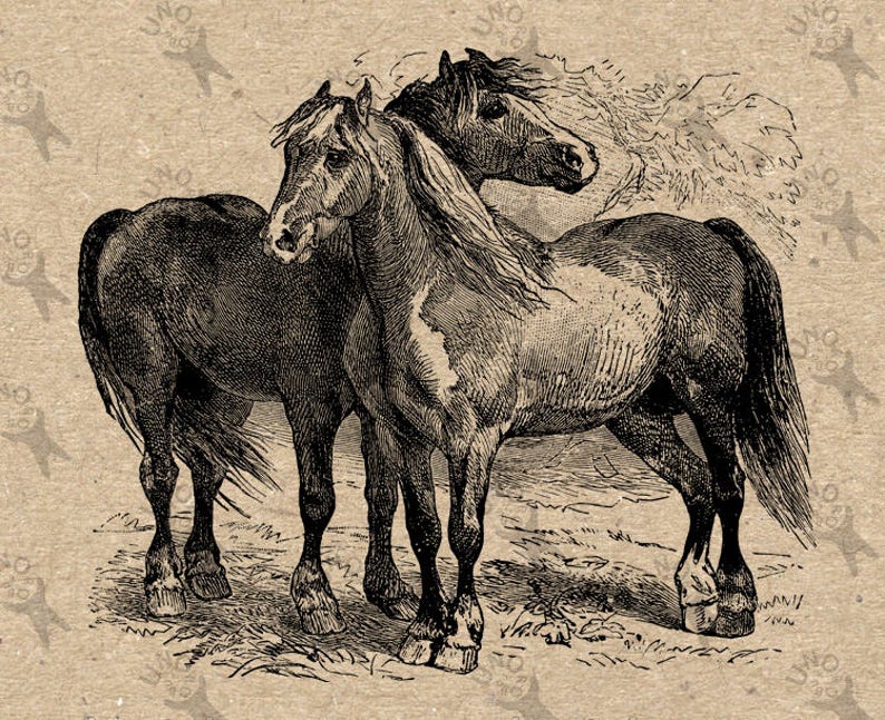Vintage Image Horses Instant Download Digital Printable Retro | Etsy