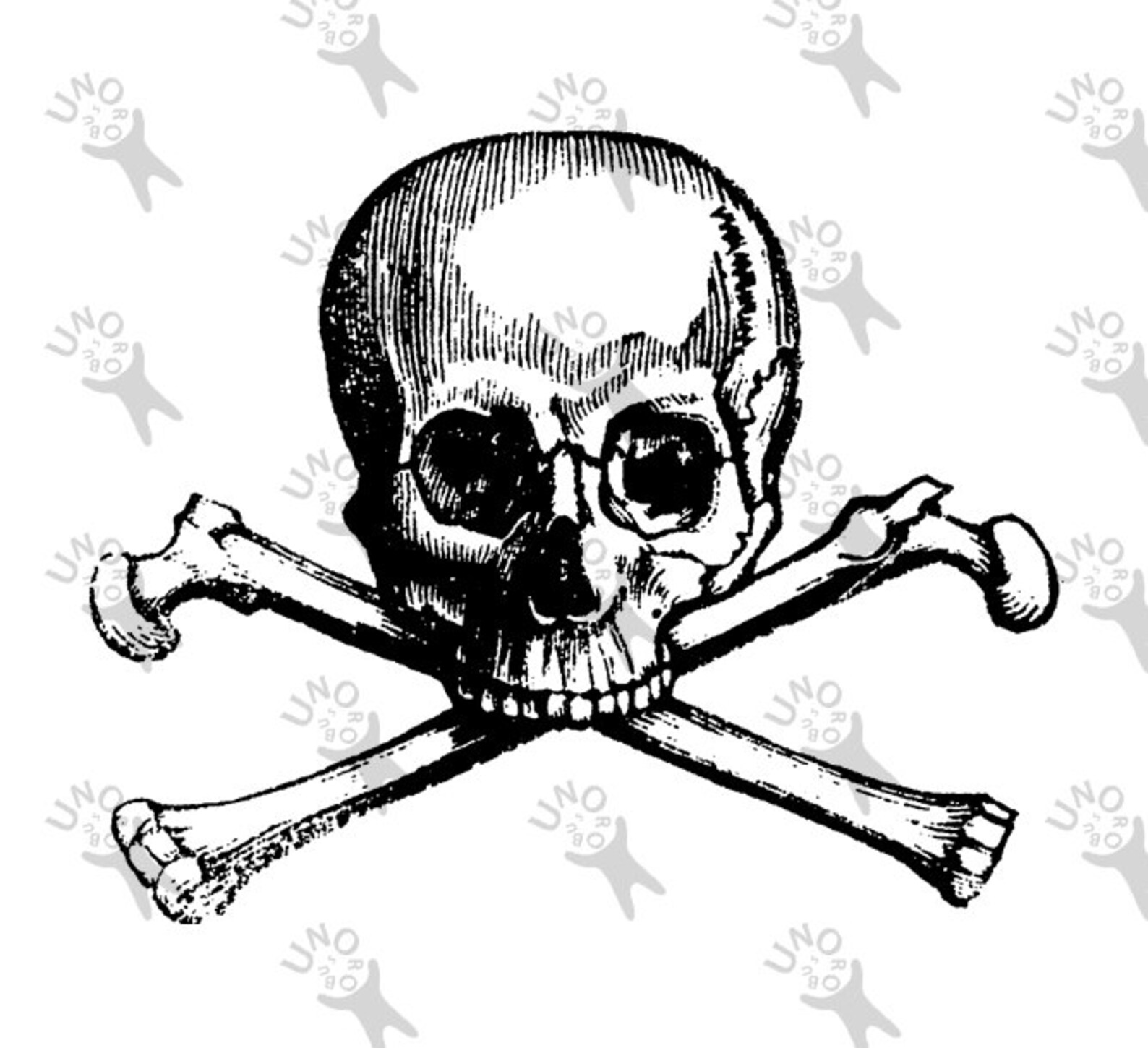 jolly roger jolly roger