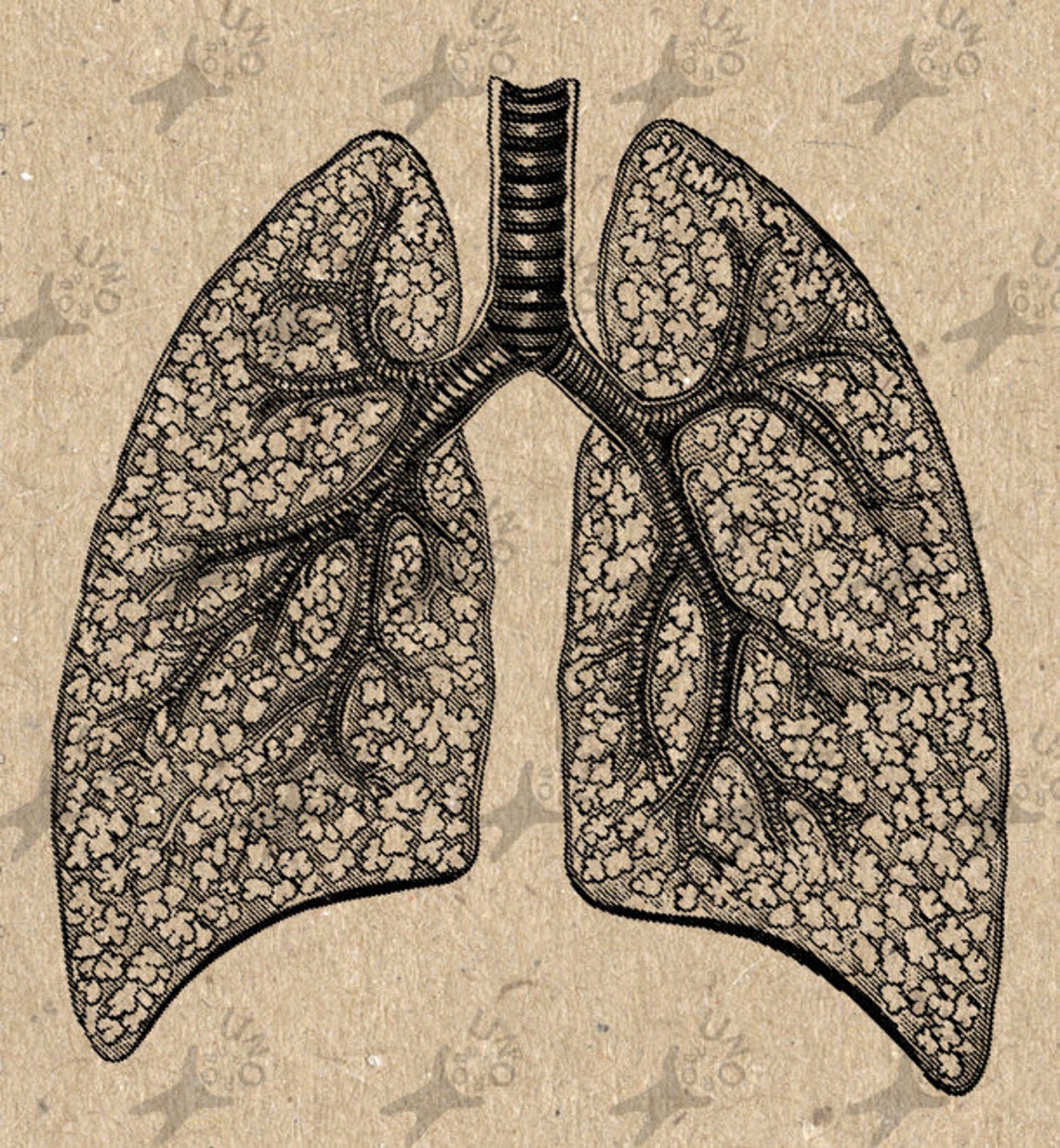 Anatomical Lungs Clip Art Design Transfer Digital File Instant | Etsy
