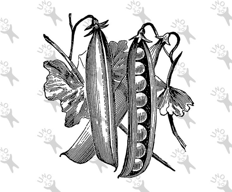 Vintage image Pea Pod Bean Retro drawing picture Instant Download printable retro clipart Black and White digital graphic HQ 300dpi