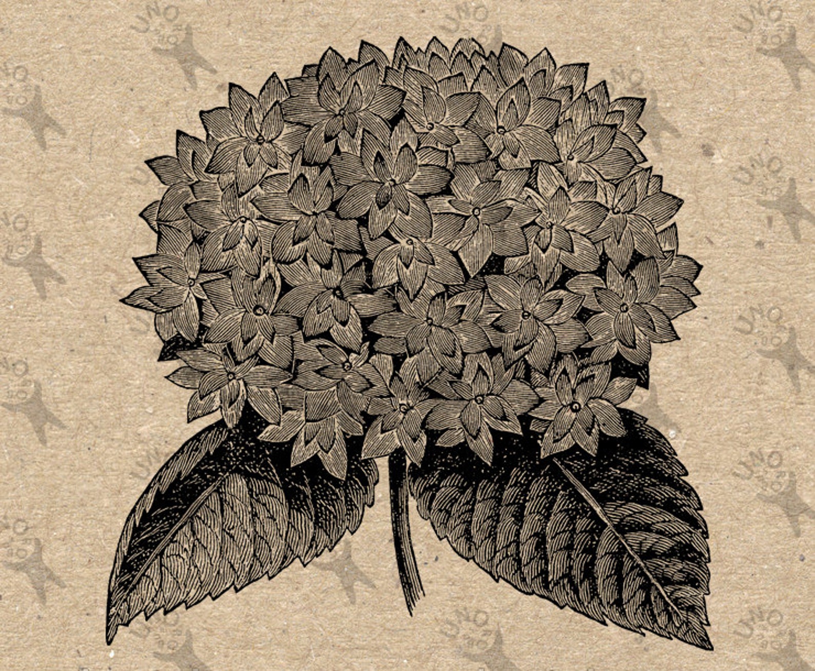 Vintage Image Hydrangea Flower Instant Download Digital Etsy