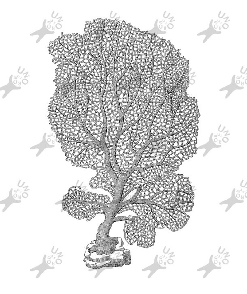 Vintage Image Sea Fan Coral Instant Download Digital Printable | Etsy