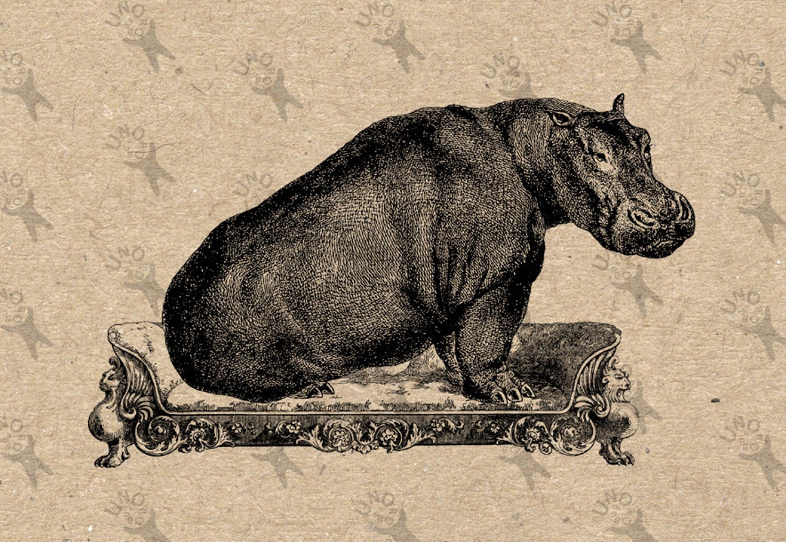Collage illustration Hippo Hippopotamus Sofa Couch Instant Etsy