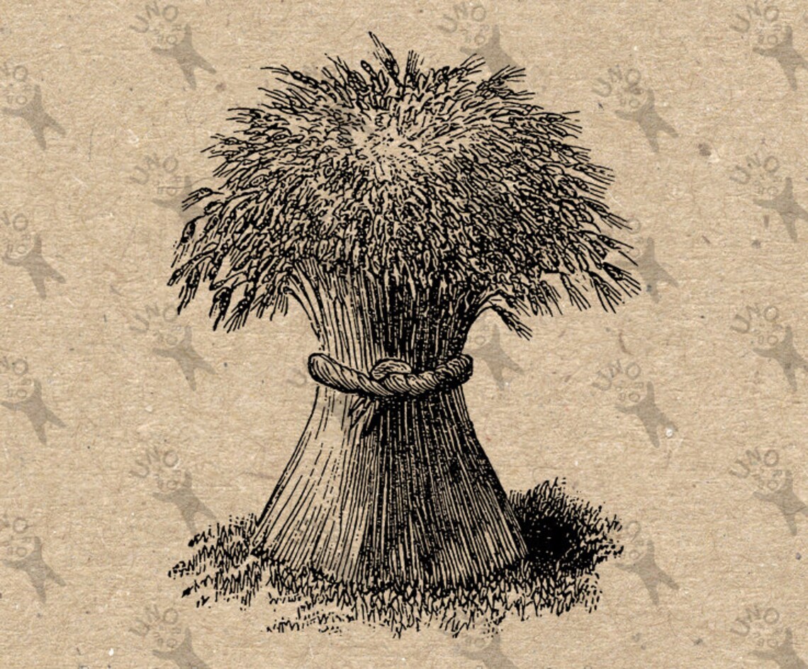 Image Wheat Sheaf Instant Download Picture Retro Drawing Etsy
