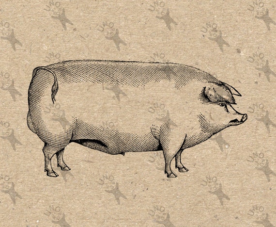 Hog Pig Vintage image Instant Download picture Digital | Etsy