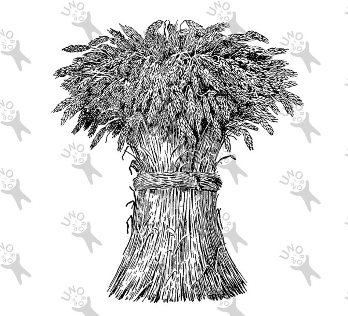 Image Wheat Sheaf Instant Download picture Retro drawing Etsy