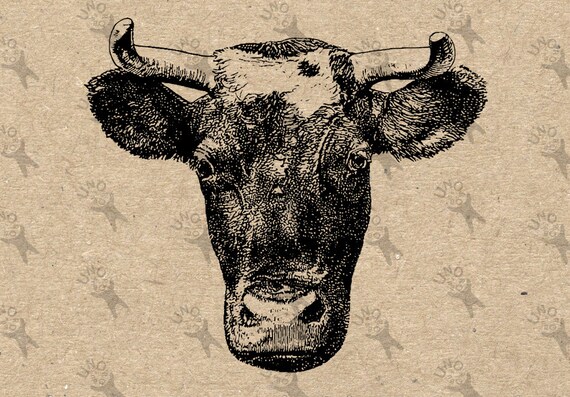 Cow Image Instant Download Digital Head Cow printable vintage | Etsy