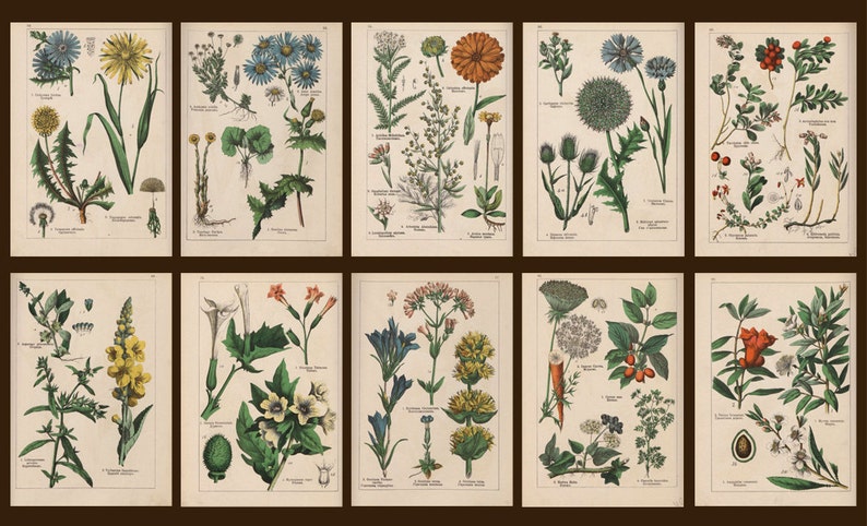 Botanical collection