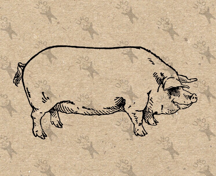 Vintage Hog Pig Instant Download picture Digital printable | Etsy