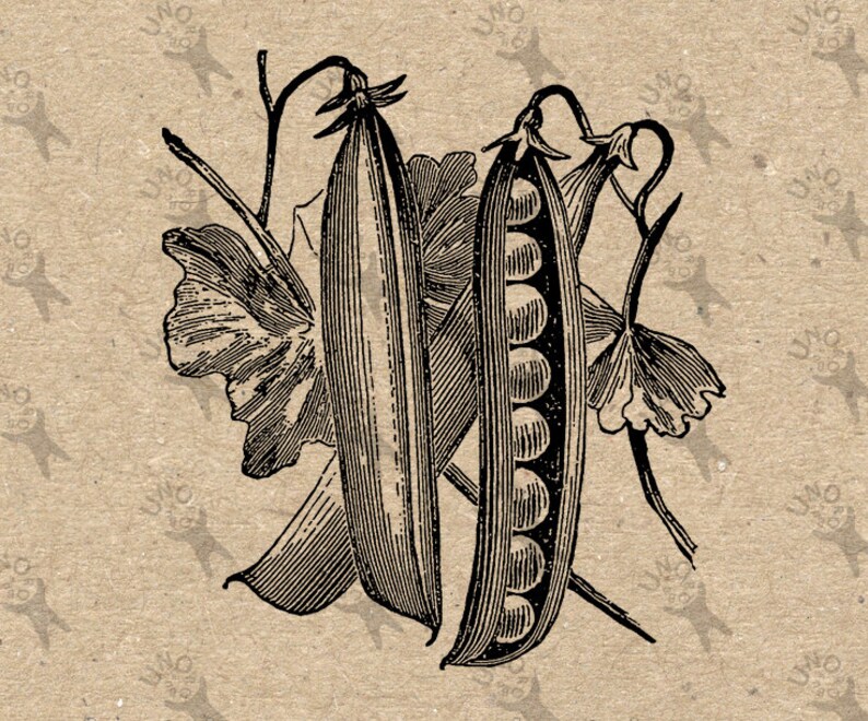 Vintage image Pea Pod Bean Retro drawing picture Instant Download printable retro clipart Black and White digital graphic HQ 300dpi