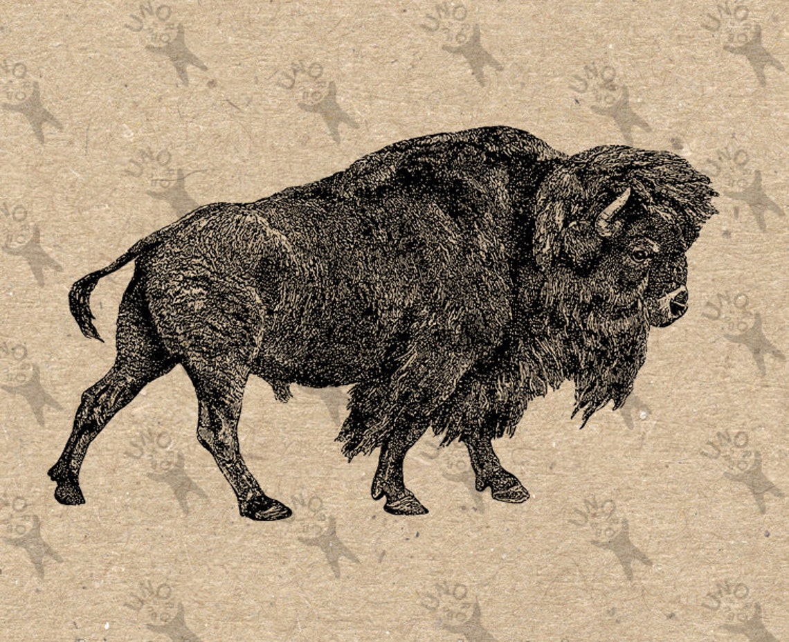 Vintage Bison Image Instant Download Digital Printable Picture | Etsy