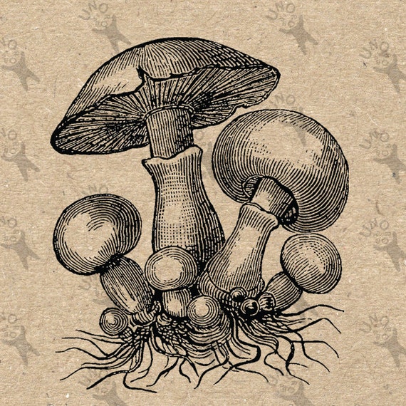 Mushrooms picture Vintage image Instant Download Digital | Etsy
