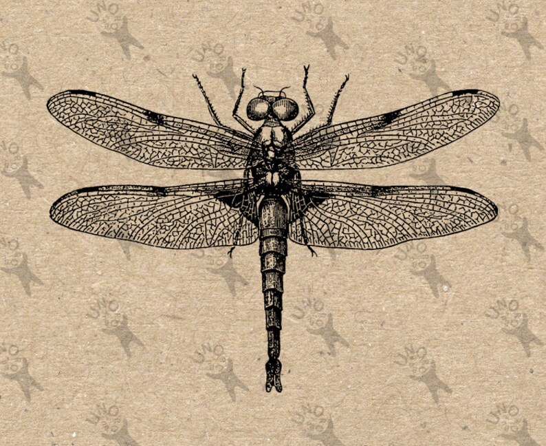Vintage image Dragonfly Printable clipart Instant Download | Etsy
