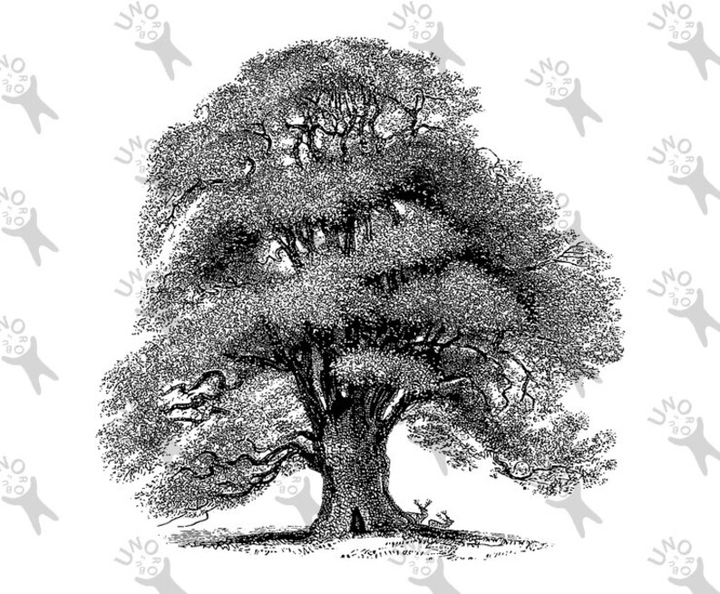 Image Oak Tree Instant Download picture Digital printable | Etsy