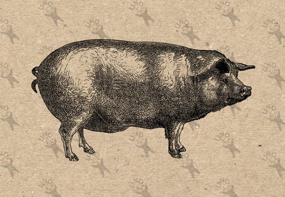 Vintage Hog Pig Instant Download picture Digital printable | Etsy