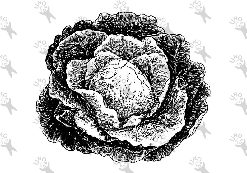 burlap prints etc 300dpi Vintage Cabbage Green Vegetable image Instant Download printable retro picture clipart digital graphic transfer