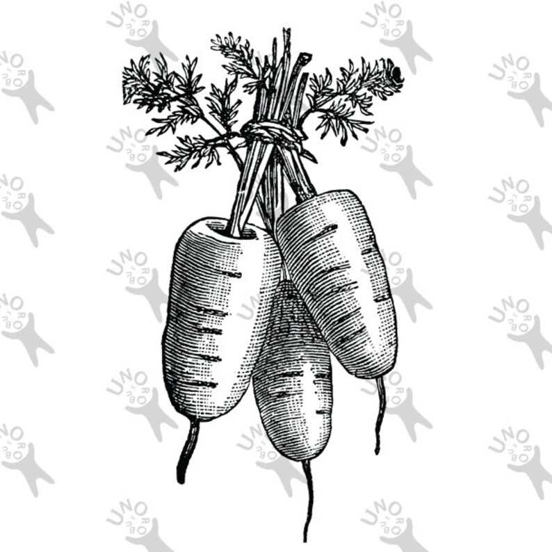 Vintage Retro Drawing Carrot Garden Vegatable Black and White Etsy