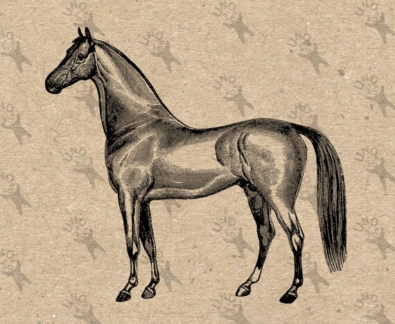 Horse antique image Instant Download Digital printable vintage | Etsy