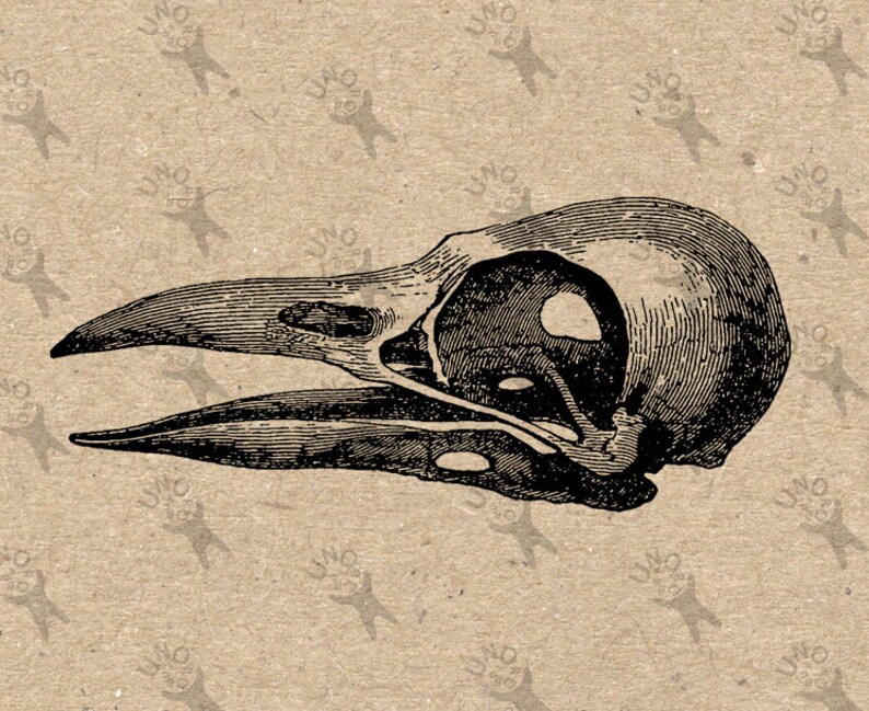 Download Vintage image Crow Raven Skull Bird Instant Download ...