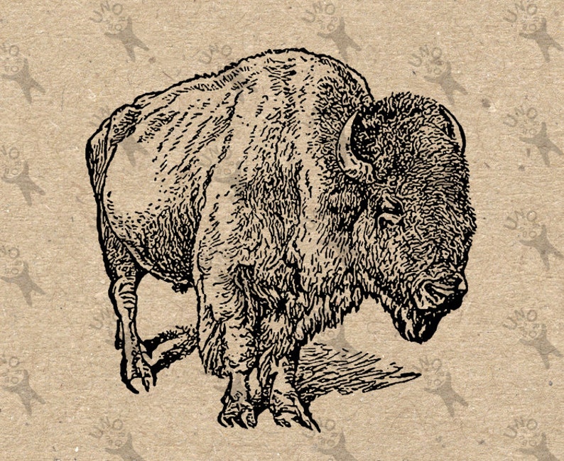 Vintage Bison Image Instant Download Digital Printable Picture | Etsy