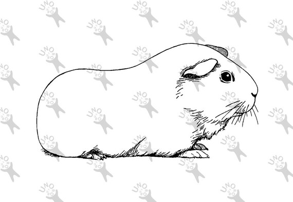 Vintage Retro Dessin Image Cochon D Inde Photo Etsy France