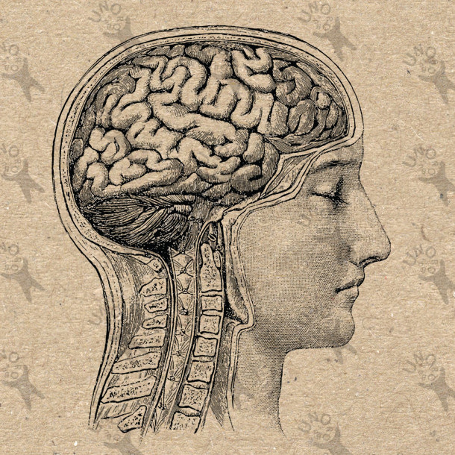 Мозг затылок. Мозг в голове. Анатомическая иллюстрация мозг. Реалистичный мозг рисунок. Мозг анатомический рисунок.