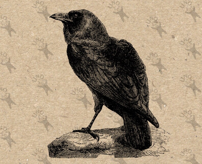 Download Retro drawing bird Crow Raven Instant Download Digital | Etsy
