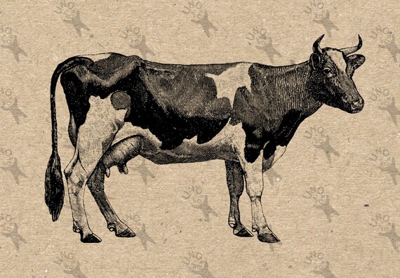 Antique image Cow Instant Download Digital printable clipart | Etsy