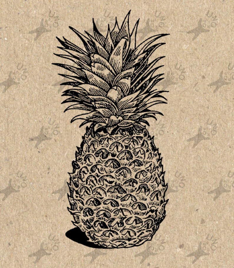 Antique Image Pineapple Vintage Picture Instant Download Etsy