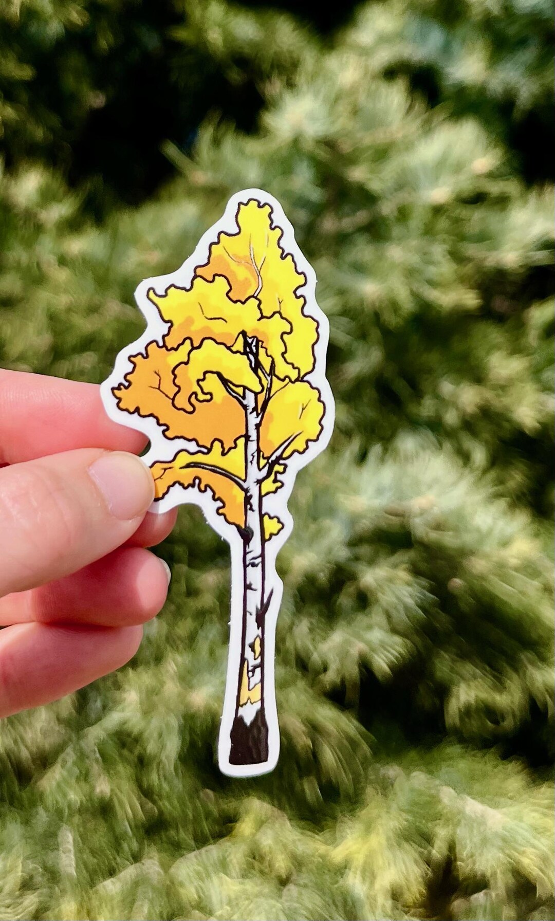 Aspen Tree Transparent Vinyl Sticker - Waterproof Nature Stickers to ...