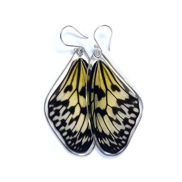 Butterfly Earrings, Real Paper Kite Butterfly (Idea leuconoe) (top/fore wings) earrings