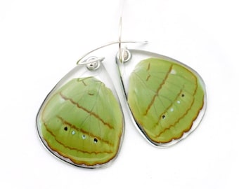 Butterfly wing earrings, butterfly gift, butterfly wing, butterfly jewelry, Hewitson's Olivewing hind wings