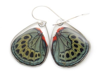 Butterfly wing earrings, butterfly gift, butterfly wing, butterfly jewelry, Leprieur's Beauty hind wings