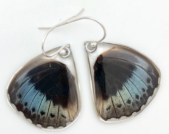 Butterfly Earrings, Real Archduke Butterfly (Lexias pardalis) (bottom/rear wings) earrings