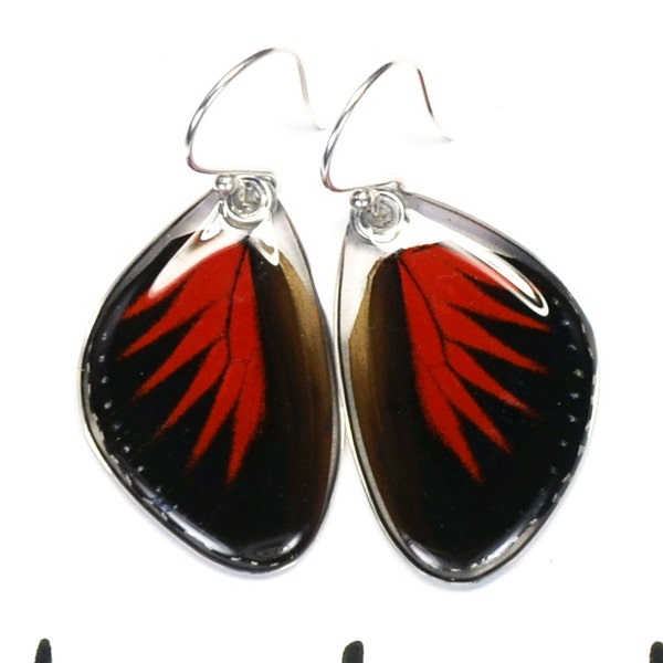 Butterfly Earrings, Real Butterfly (Heliconius doris) Doris Longwing jewelry, handcrafted in the USA