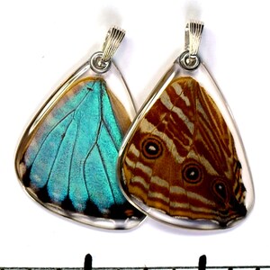 Real Blue Morpho Portis Butterfly Morpho portis bottom/hind wings earrings image 2