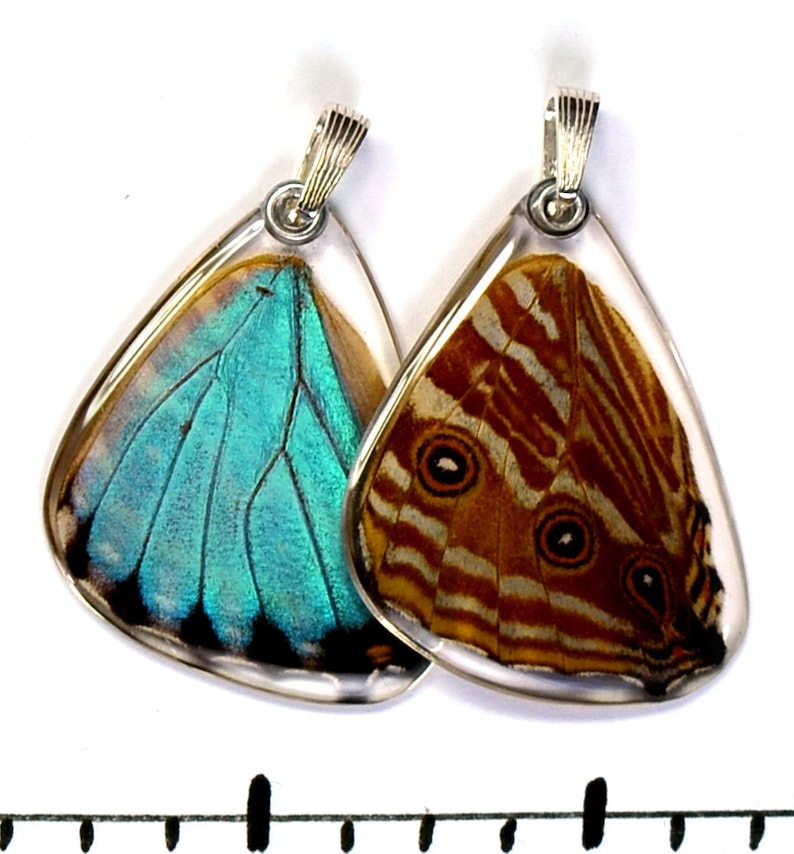 Real Blue Morpho Portis Butterfly Morpho portis bottom/hind wings earrings image 2
