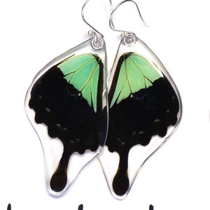 Real Apple Green Swallowtail Butterfly (Papilio phorcas) (bottom/rear wings) earrings