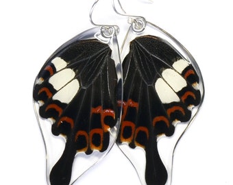 Real Red Helen Swallowtail Butterfly (Papilio helenus) (bottom/hind wings) earrings