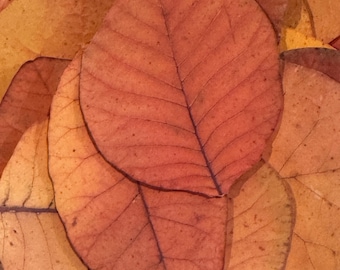 Pressed Fall Leaves • Real Dried Autumn Leaves for Resin Crafts, Card Making, Decor & DIY Projects (Assorted Sizes)