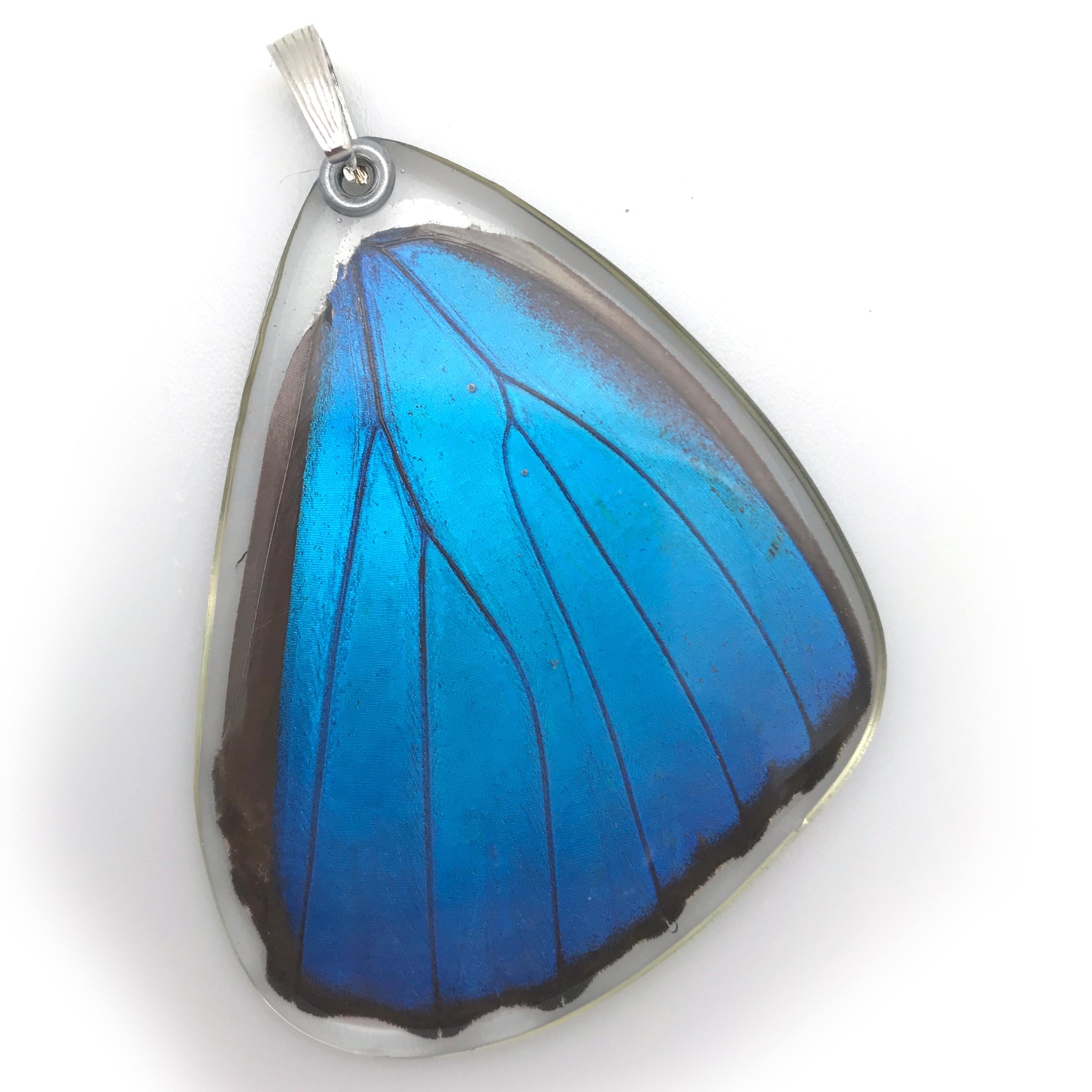 Butterfly visual data 7