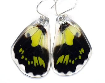 Butterfly Earrings, Real Green Malachite Butterfly (Graphium tyndereus) (bottom/rear wings) earrings