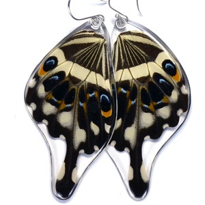 Butterfly Earrings, Real Central Emperor Swallowtail Butterfly Papilio lormieri bottom/rear wings earrings image 1